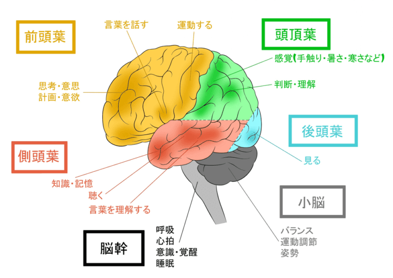 脳の各部位が司る機能