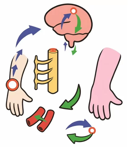 手足、臓器、血管のイラスト